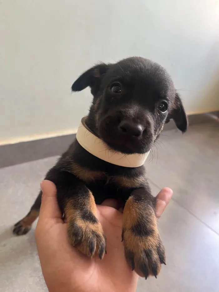 Cachorro ra a SRD-ViraLata idade Abaixo de 2 meses nome Macho