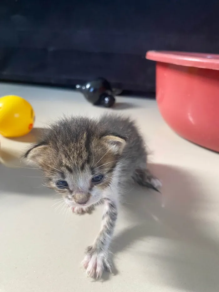 Gato ra a Exótico idade Abaixo de 2 meses nome Frederico 