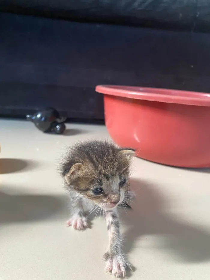 Gato ra a Exótico idade Abaixo de 2 meses nome Frederico 