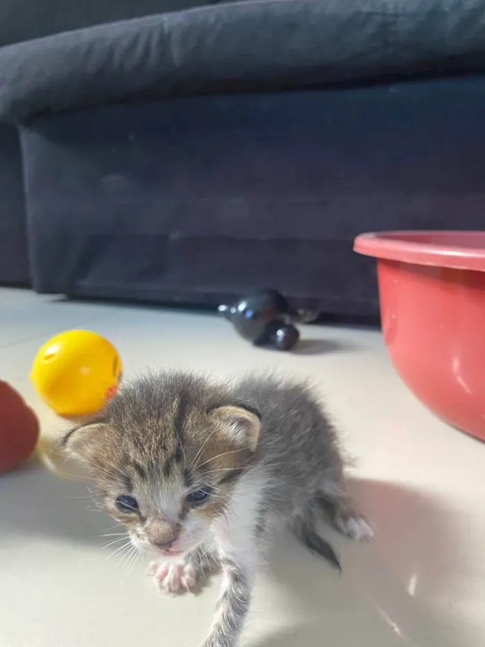 Gato ra a Exótico idade Abaixo de 2 meses nome Frederico 