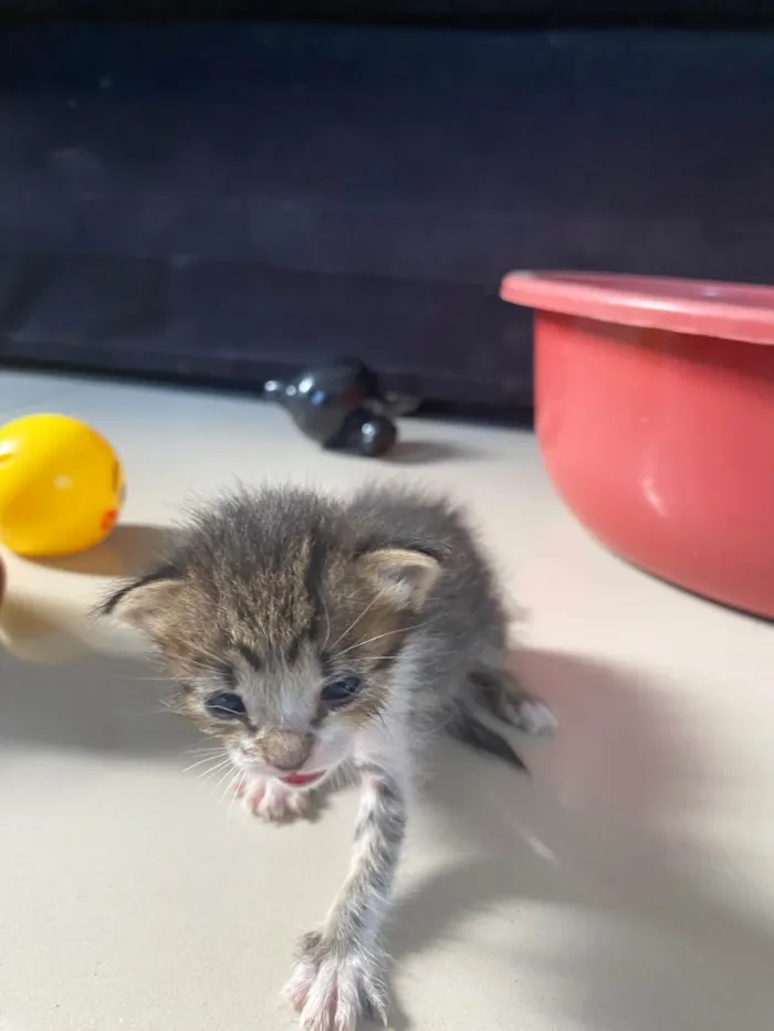 Gato ra a Exótico idade Abaixo de 2 meses nome Frederico 