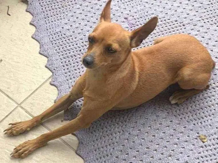 Cachorro ra a Pinscher idade 2 anos nome Meg