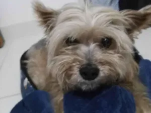 Cachorro raça Yorkshire idade 2 anos nome DONI