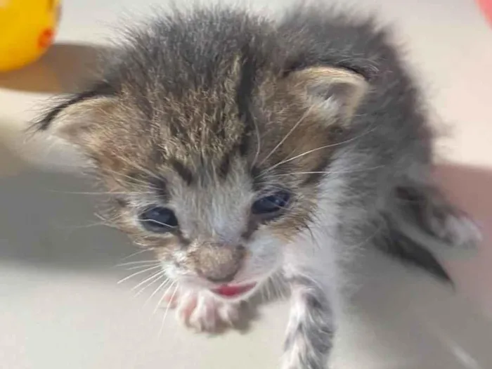 Gato ra a Exótico idade Abaixo de 2 meses nome Frederico 