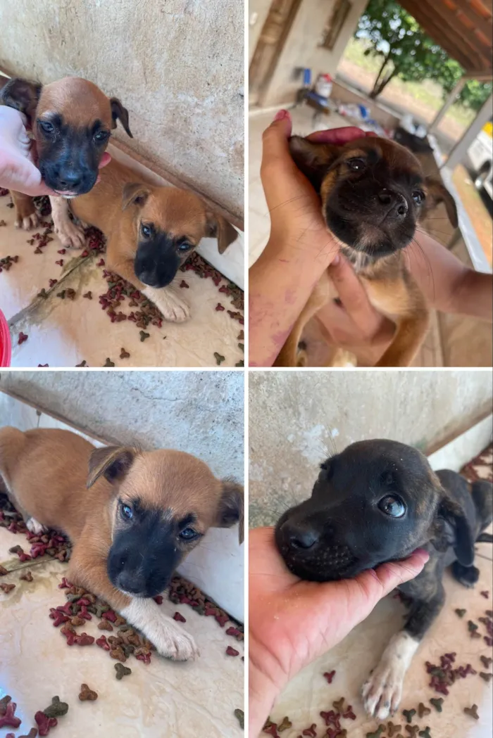 Cachorro ra a SRD-ViraLata idade Abaixo de 2 meses nome Cachorrinhos