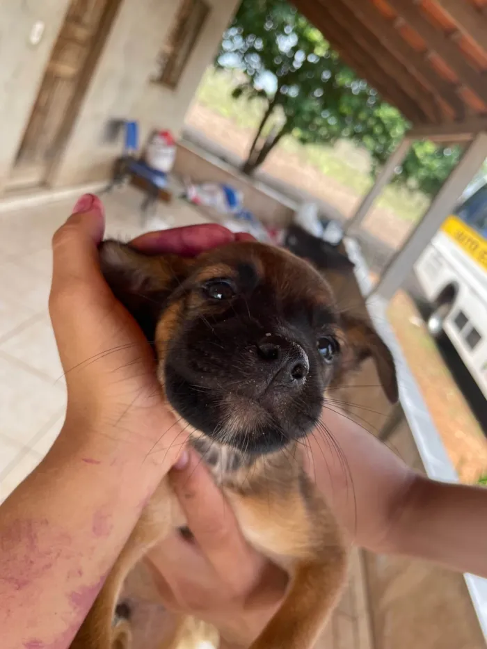 Cachorro ra a SRD-ViraLata idade Abaixo de 2 meses nome Cachorrinhos