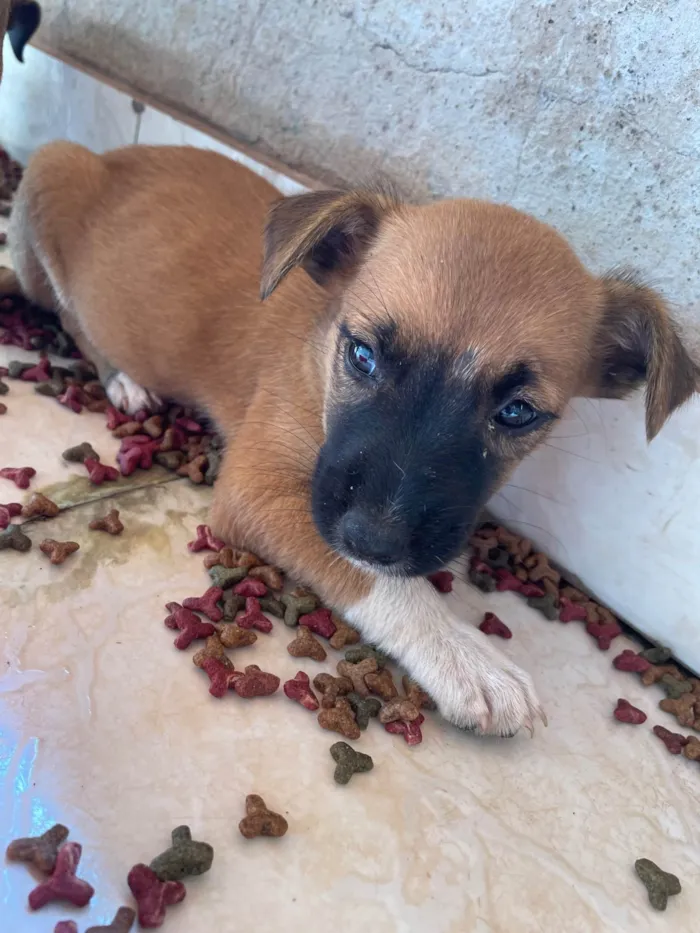 Cachorro ra a SRD-ViraLata idade Abaixo de 2 meses nome Cachorrinhos