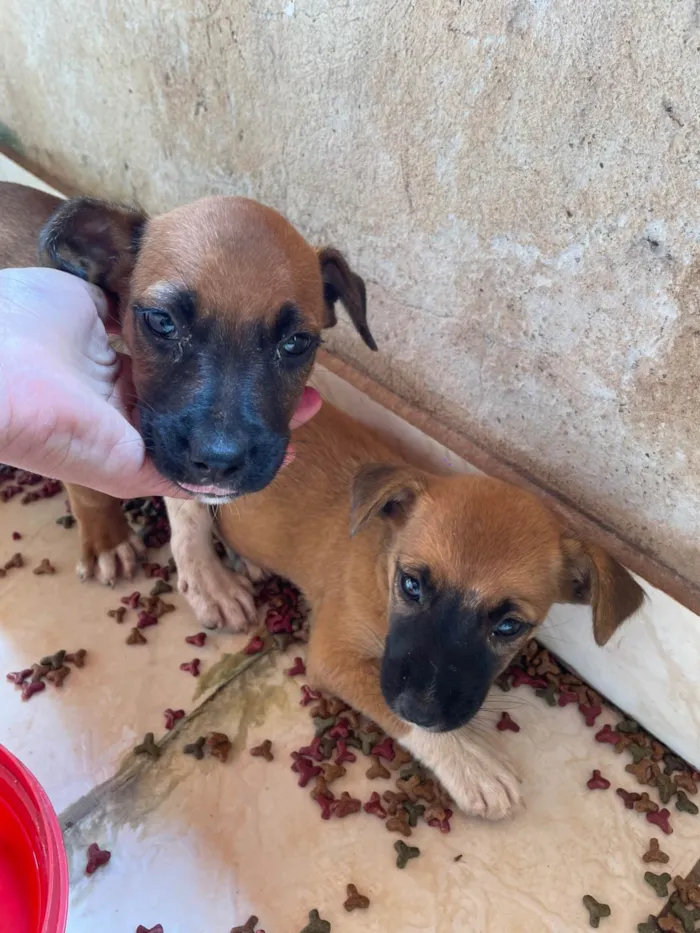 Cachorro ra a SRD-ViraLata idade Abaixo de 2 meses nome Cachorrinhos