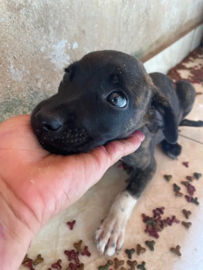 Cachorro ra a SRD-ViraLata idade Abaixo de 2 meses nome Cachorrinhos