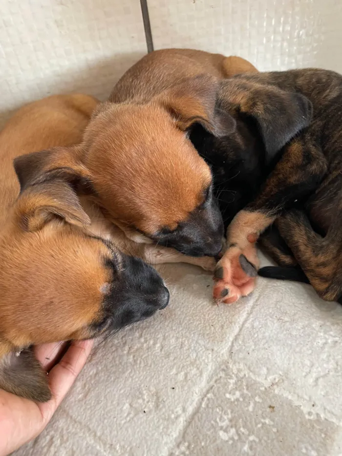 Cachorro ra a SRD-ViraLata idade Abaixo de 2 meses nome Cachorrinhos