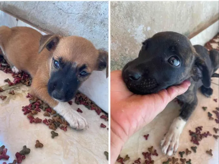 Cachorro ra a SRD-ViraLata idade Abaixo de 2 meses nome Cachorrinhos