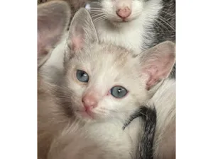 Gato raça SRD-ViraLata idade Abaixo de 2 meses nome FILHOTES 