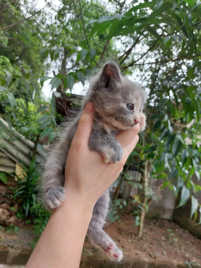 Gato ra a SRD-ViraLata idade Abaixo de 2 meses nome Não tem nome