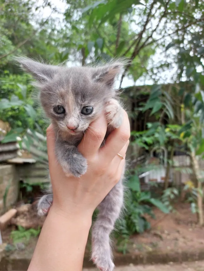 Gato ra a SRD-ViraLata idade Abaixo de 2 meses nome Não tem nome