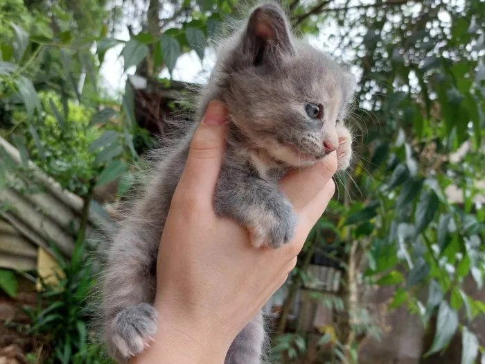 Gato ra a SRD-ViraLata idade Abaixo de 2 meses nome Não tem nome