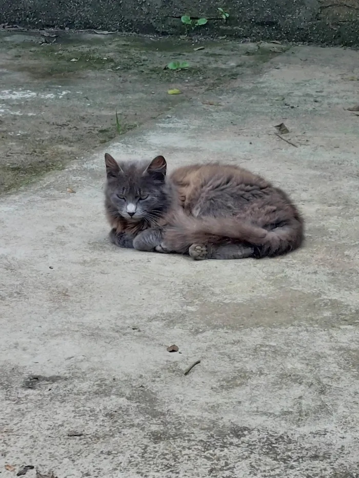 Gato ra a SRD-ViraLata idade 2 a 6 meses nome Não tem