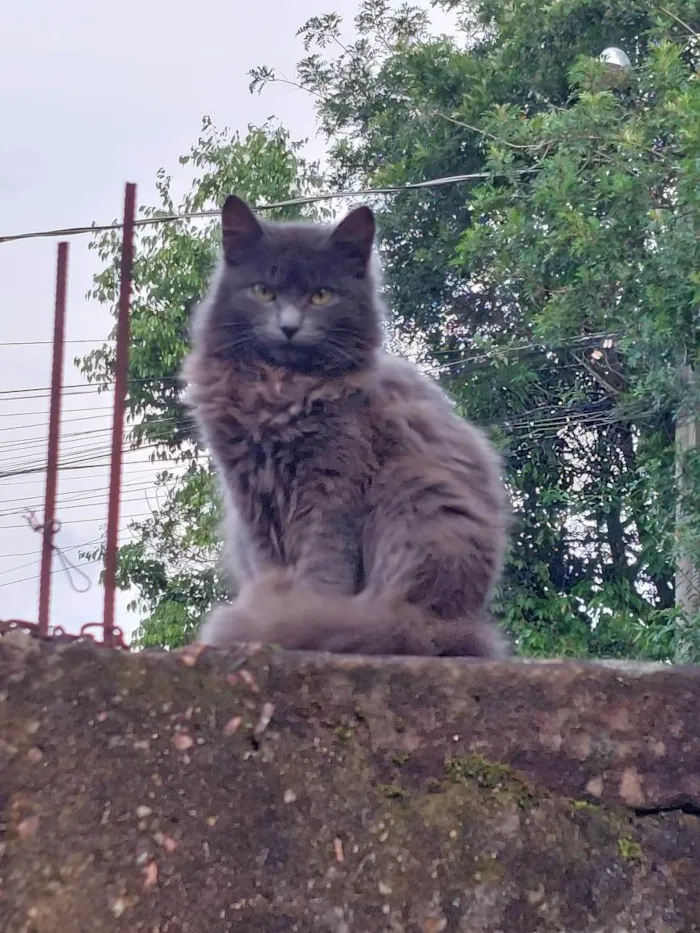 Gato ra a SRD-ViraLata idade 2 a 6 meses nome Não tem