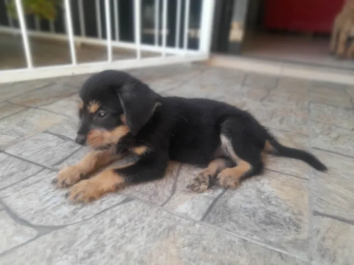 Cachorro ra a SRD-ViraLata idade 2 a 6 meses nome Theo