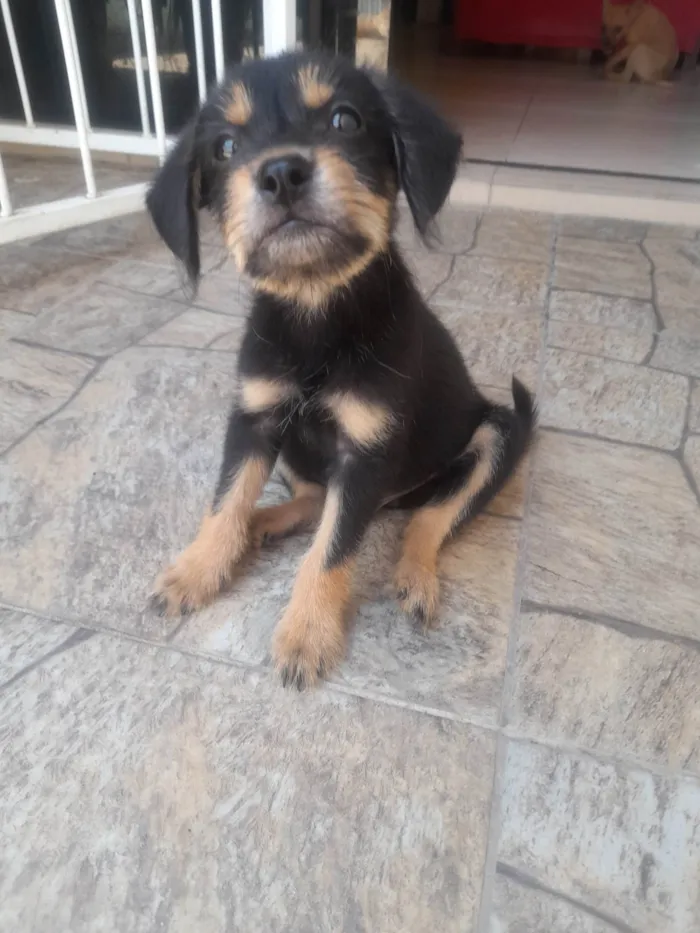 Cachorro ra a SRD-ViraLata idade 2 a 6 meses nome Theo