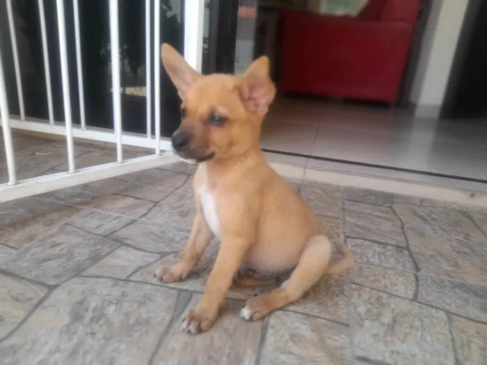 Cachorro ra a SRD-ViraLata idade 2 a 6 meses nome Ravi