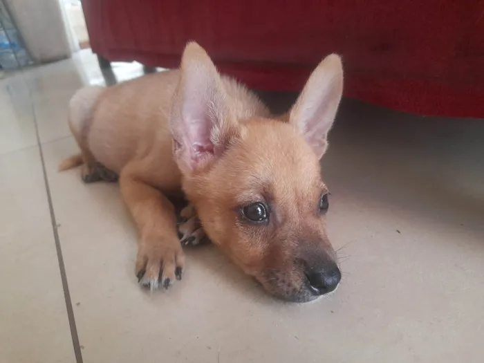 Cachorro ra a SRD-ViraLata idade 2 a 6 meses nome Ravi