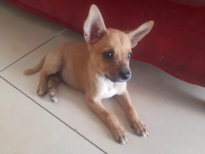 Cachorro ra a SRD-ViraLata idade 2 a 6 meses nome Ravi