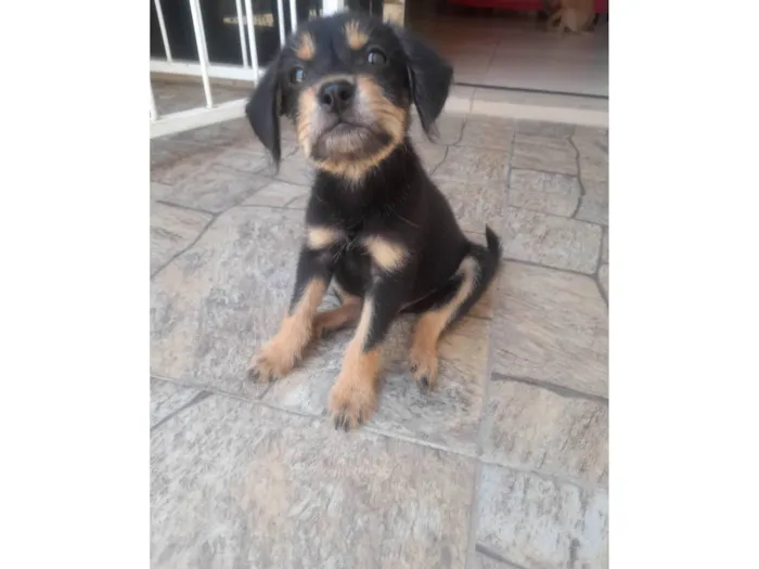 Cachorro ra a SRD-ViraLata idade 2 a 6 meses nome Theo