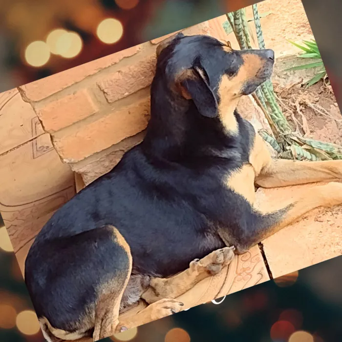 Cachorro ra a SRD-ViraLata idade 2 anos nome Jubileu 