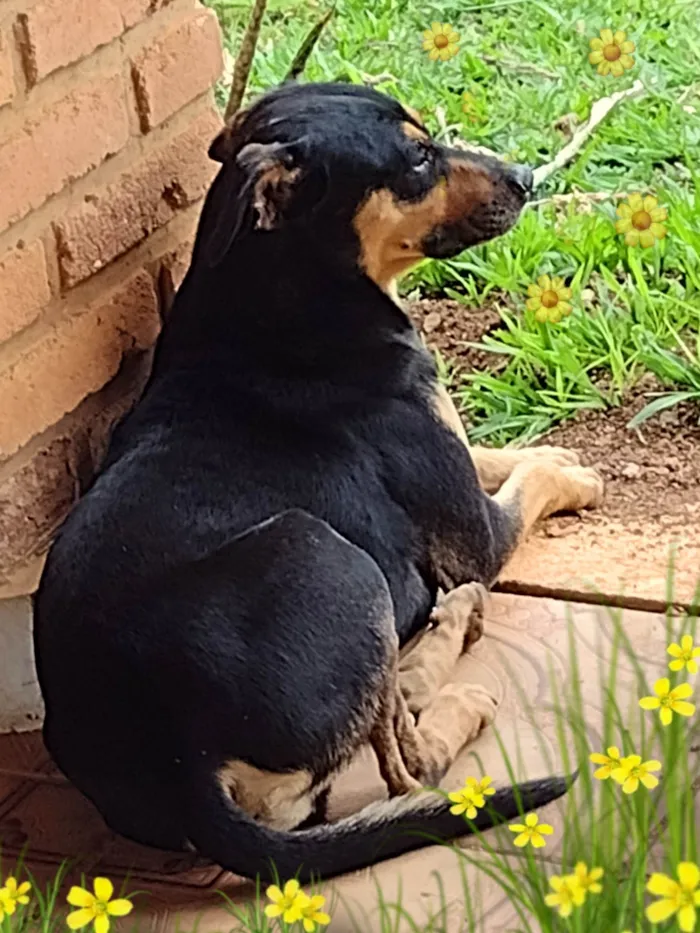 Cachorro ra a SRD-ViraLata idade 2 anos nome Jubileu 