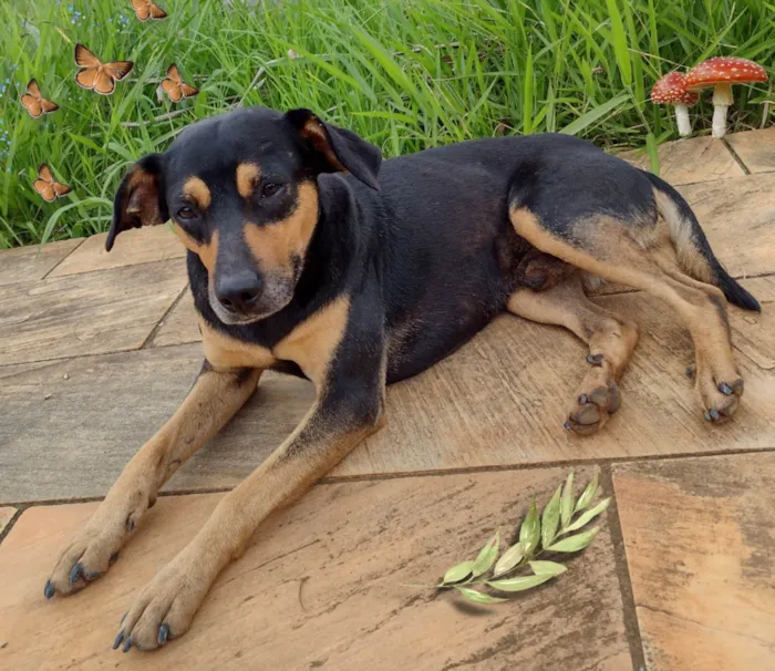 Cachorro ra a SRD-ViraLata idade 2 anos nome Jubileu 