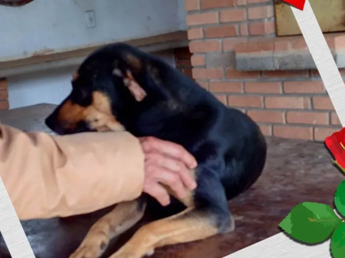 Cachorro ra a SRD-ViraLata idade 2 anos nome Jubileu 