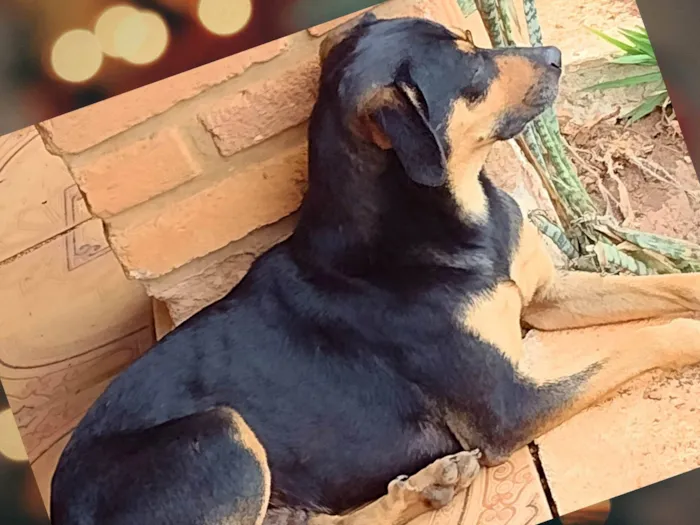 Cachorro ra a SRD-ViraLata idade 2 anos nome Jubileu 