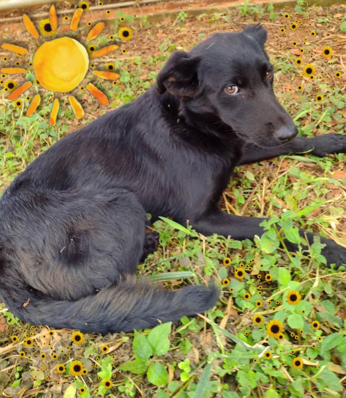 Cachorro ra a SRD-ViraLata idade 7 a 11 meses nome Black