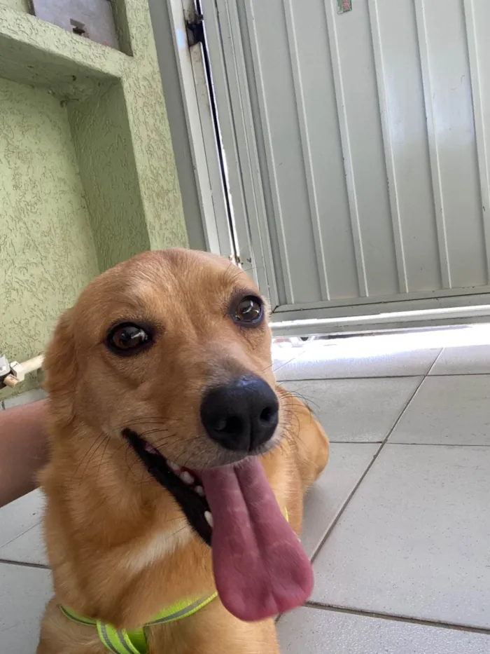 Cachorro ra a SRD-ViraLata idade 4 anos nome Luna