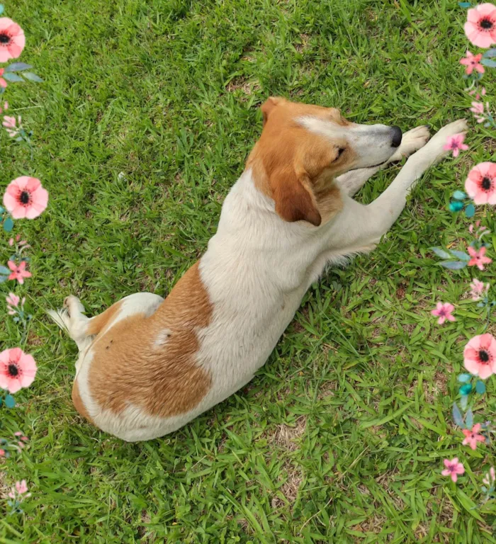 Cachorro ra a SRD-ViraLata idade 1 ano nome Barbie 