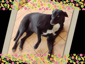 Cachorro raça SRD-ViraLata idade 2 anos nome Safira 