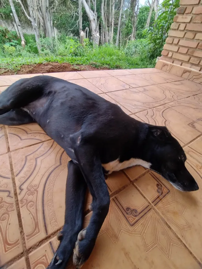 Cachorro ra a SRD-ViraLata idade 2 anos nome Safira 