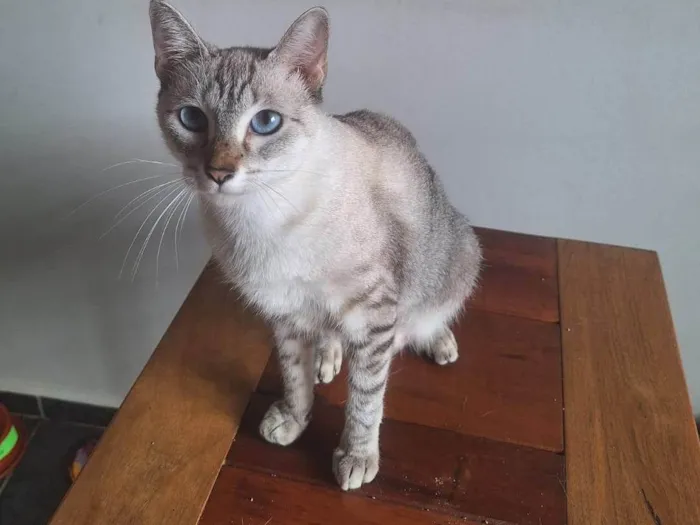 Gato ra a Siamês idade 1 ano nome Anya