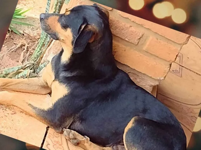 Cachorro ra a SRD-ViraLata idade 2 anos nome Jubileu 