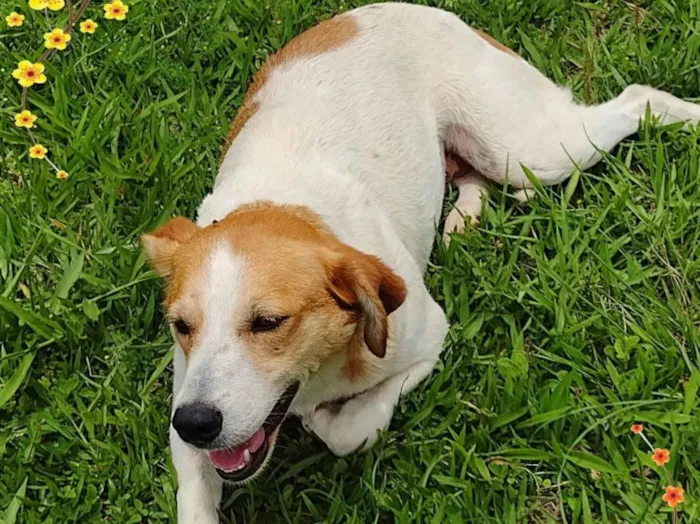 Cachorro ra a SRD-ViraLata idade 1 ano nome Barbie 