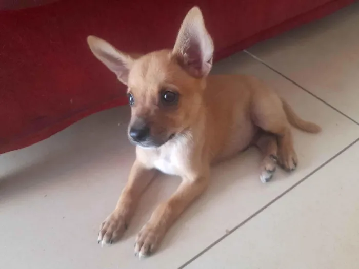 Cachorro ra a SRD-ViraLata idade 2 a 6 meses nome Ravi