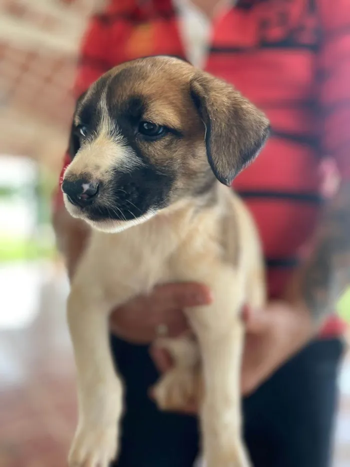 Cachorro ra a SRD-ViraLata idade 2 a 6 meses nome Dóris 