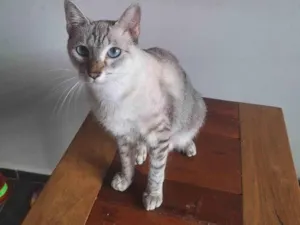 Gato raça Siamês idade 1 ano nome Anya