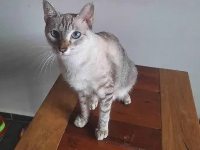 Gato raça Siamês idade 1 ano nome Anya