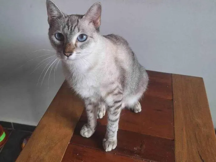 Gato ra a Siamês idade 1 ano nome Anya