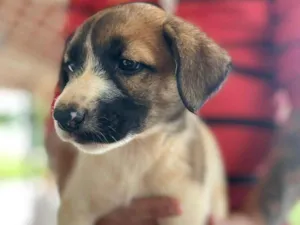 Cachorro raça SRD-ViraLata idade 2 a 6 meses nome Dóris 