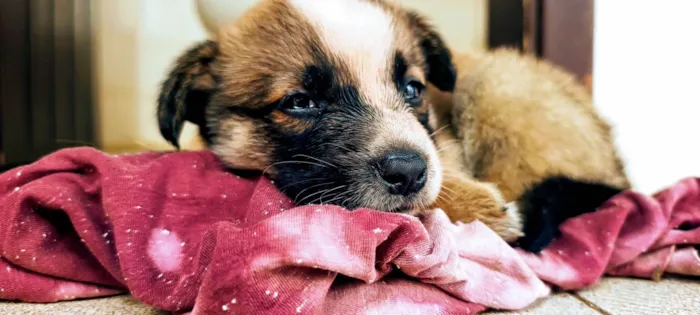 Cachorro ra a SRD-ViraLata idade Abaixo de 2 meses nome Sem Nome 