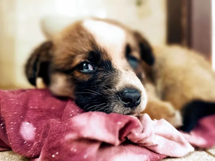 Cachorro ra a SRD-ViraLata idade Abaixo de 2 meses nome Sem Nome 