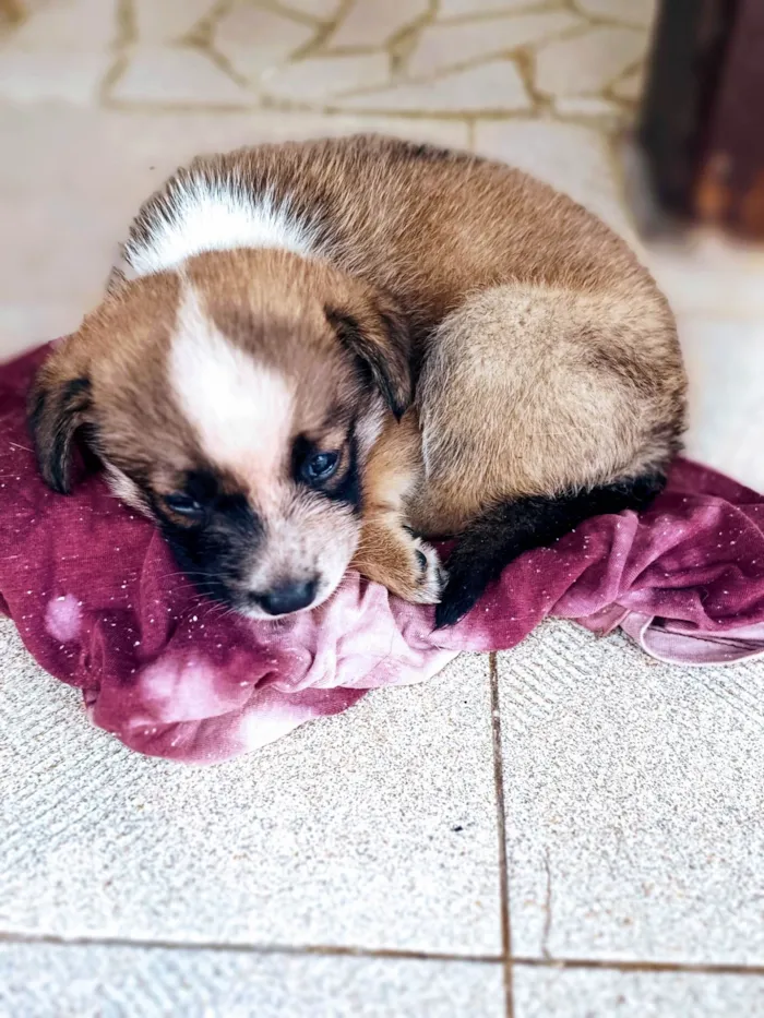 Cachorro ra a SRD-ViraLata idade Abaixo de 2 meses nome Sem Nome 