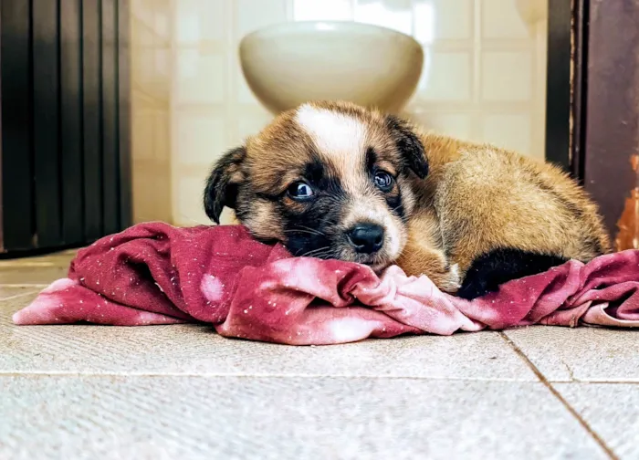 Cachorro ra a SRD-ViraLata idade Abaixo de 2 meses nome Sem Nome 